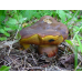 Мицелий Дубовика крапчатого (Boletus erythropus)